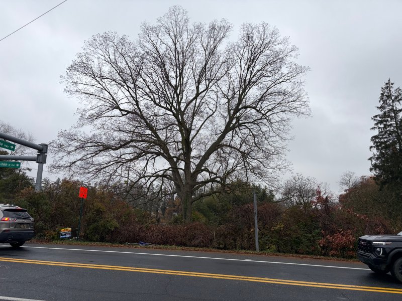 The pecan tree as seen from the McDonald’s parking lot across Union Street Extended.