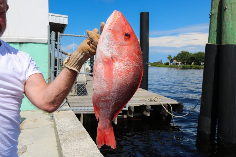 Southern states used exempted fishing permits to develop their own collection methods and come up with their own data regarding red snapper. SOURCE: ADOBE STOCK/STEVEN