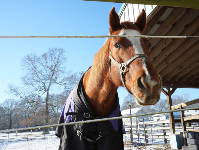 Quigley, one of the rescue horses at the farm, says hello.
