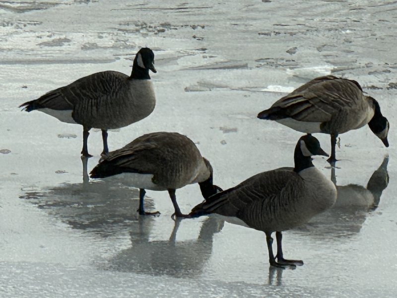 Geese gather on a frozen pond n Karen Ferguson’s photo.