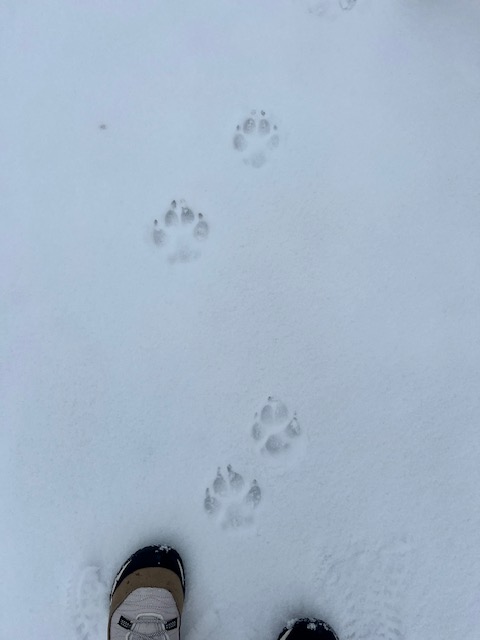 "Snowy Walk with Your Best Friend" by Nicole Brackman of Lewes.