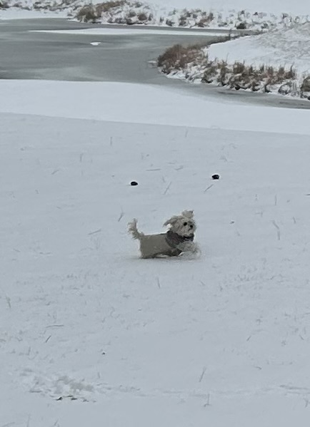 Patty Haider’s dog Maizy enjoys a romp in the freshly fallen snow in Lewes.