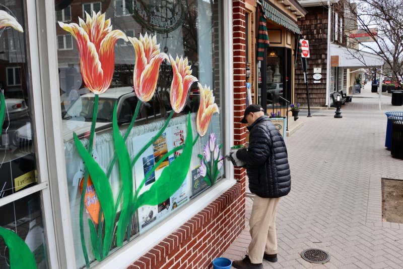 It has become a rite of spring on Second Street in Lewes. Artist Alex Badialov paints tulips on the windows at R&L Liquors to welcome visitors to the city’s annual Tulip Festival, which kicks off April 1. Badialov said he has been painting a different design at R&L for about 15 years.
BILL SHULL PHOTOS