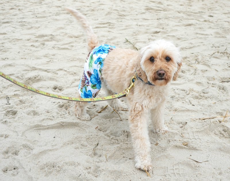 Fenwick the doodle shows off his swim trunks at the doodle romp in Dewey. ELLEN MCINTYRE PHOTO