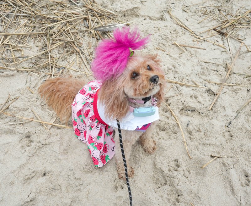 Harley shows off her pretty pink dress and accessories. ELLEN MCINTYRE PHOTO