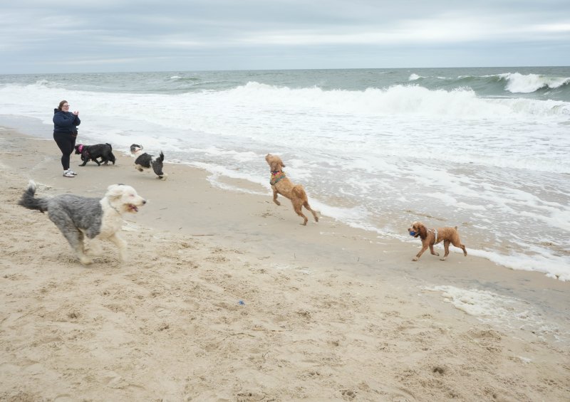 The doodle romp is fittingly named. ELLEN MCINTYRE PHOTO