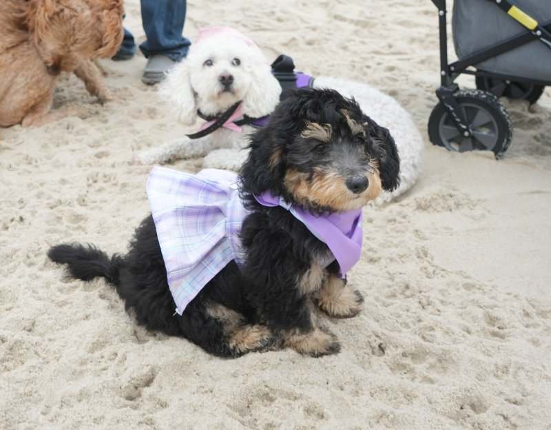 Breelee Cori the doodle looks chic in her purple skirt and matching bandana. ELLEN MCINTYRE PHOTO