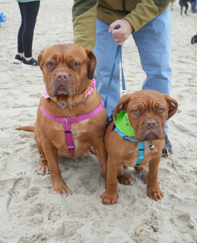 French mastiff siblings Daisy, left, and Farley arrive to the party. ELLEN MCINTYRE PHOTO