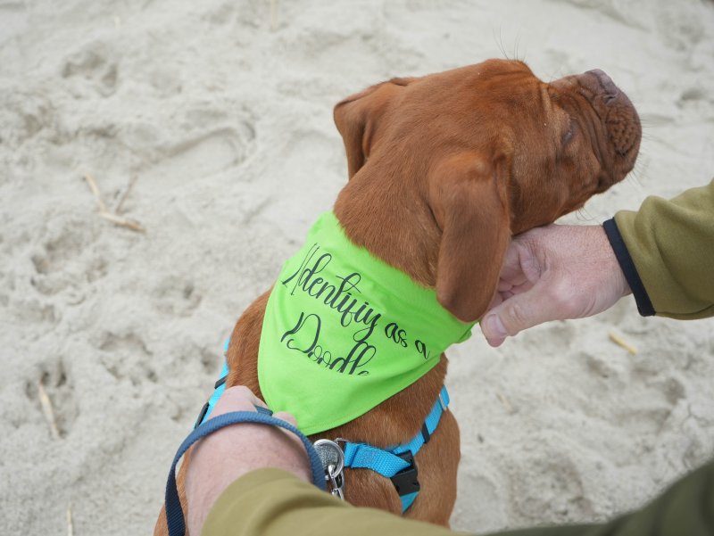 Farley, a French mastiff puppy, identifies as a doodle for purposes of this weekend. ELLEN MCINTYRE PHOTO